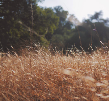 巨星发威引领战局，率队全面压制对手获胜
